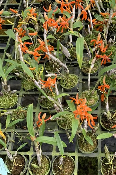 Dendrobium unicum orchid