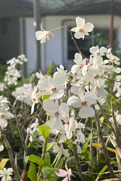dendrobium-fytchianum-white-normal-color