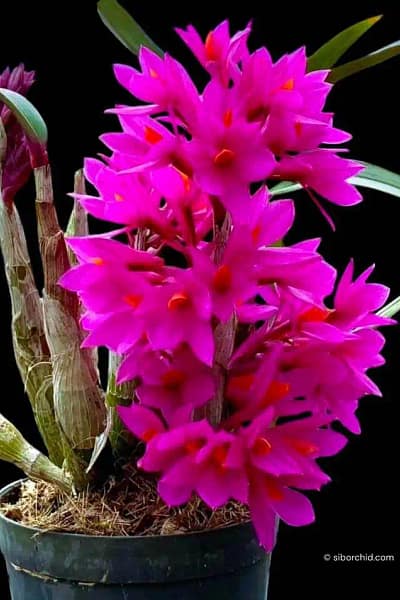 Dendrobium Hibiki