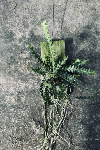 dendrobium leonis for sale