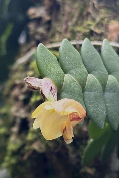 Dendrobium leonis