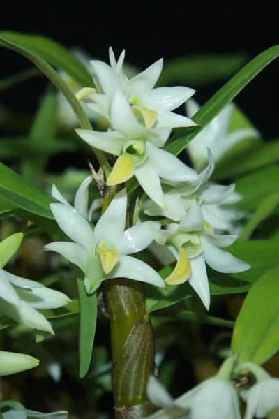 Dendrobium scabrilingue