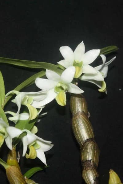 Dendrobium scabrilingue