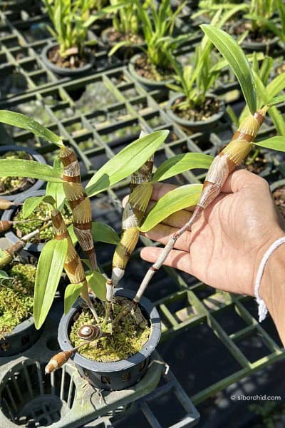 dendrobium chanthaboon sunrise Dendrobium lamyaiae × Dendrobium friedericksianum