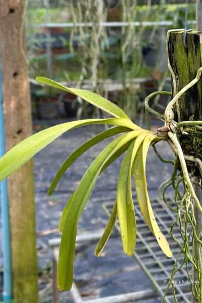 Rhynchostylis retusa