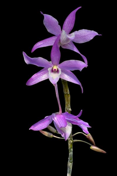 Dendrobium hercoglossum