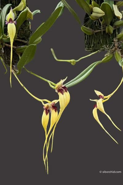 semi-alba Bulbophyllum fascinator