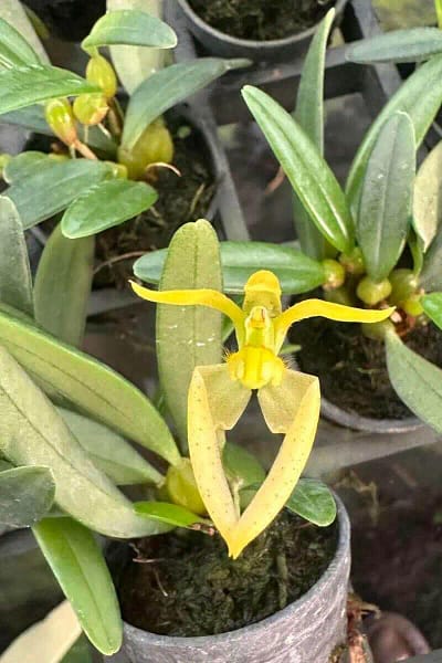 Bulbophyllum lasiochilum alba