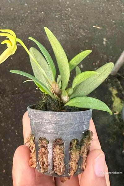 Bulbophyllum lasiochilum alba