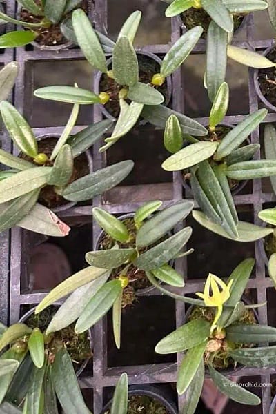 Bulbophyllum lasiochilum alba