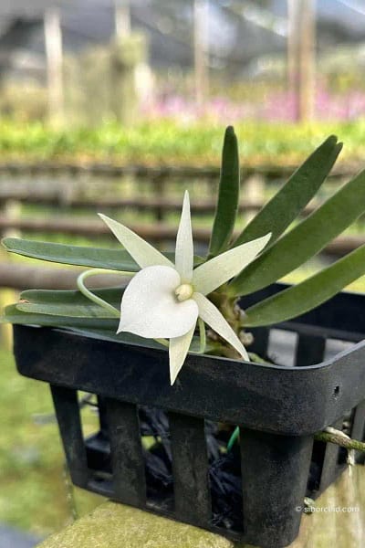 Angraecum didieri for sale siborchid white orchid