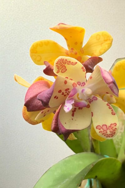 Vandopsis gigantea (Near Bloom Size)