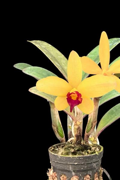 Cattleya Yellow doll