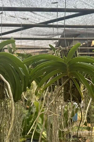Rhynchostylis coelestis var. pink