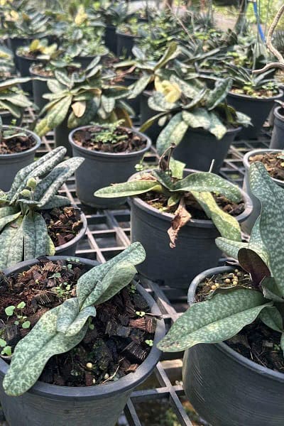 paph concolor