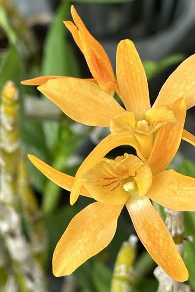 Dendrobium Hybrid unicum