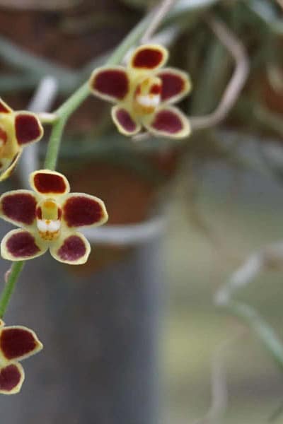 Chiloschista lunifera