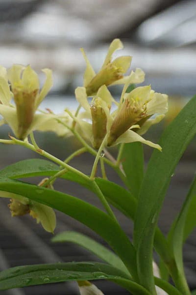 Dendrobium delacourii