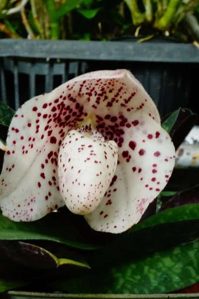 Paphiopedilum bellatulum