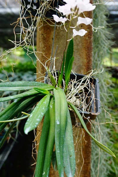 Ionopsis Utricularioides