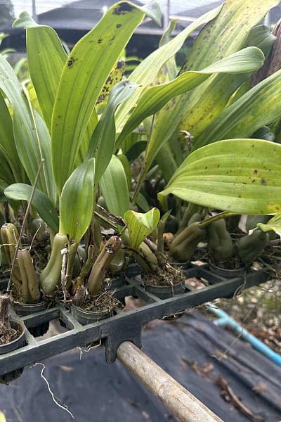 Pholidota imbricata
