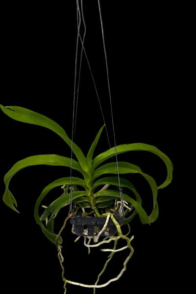 Vanda_denisoniana