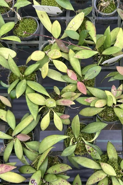 Hoya micrantha