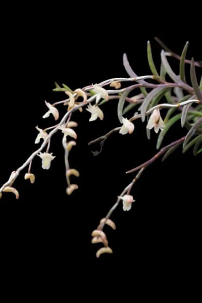 Dendrobium acerosum