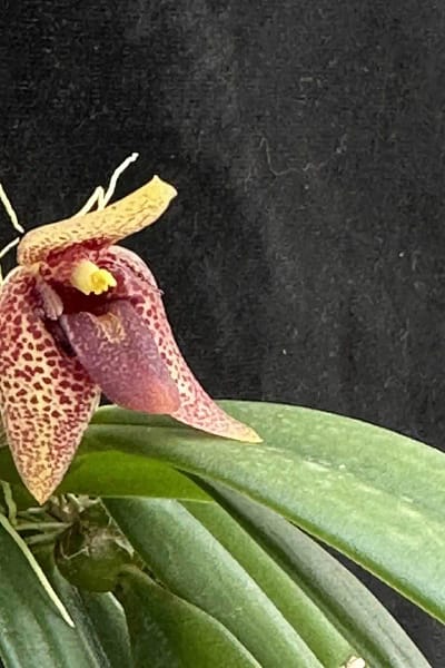Trias disciflora Bulbophyllum disciflorum