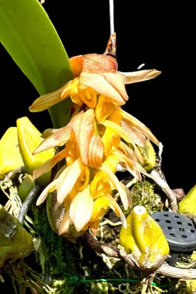 Bulbophyllum allenkerrii Seidenf.