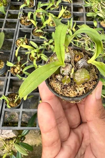 Bulbophyllum tripaleum