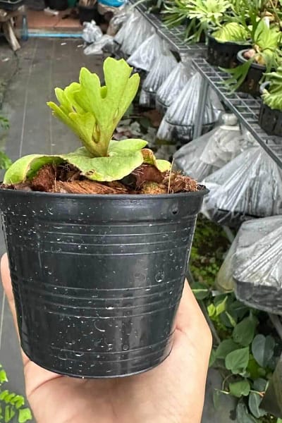 Platycerium ridleyi slver dwarf