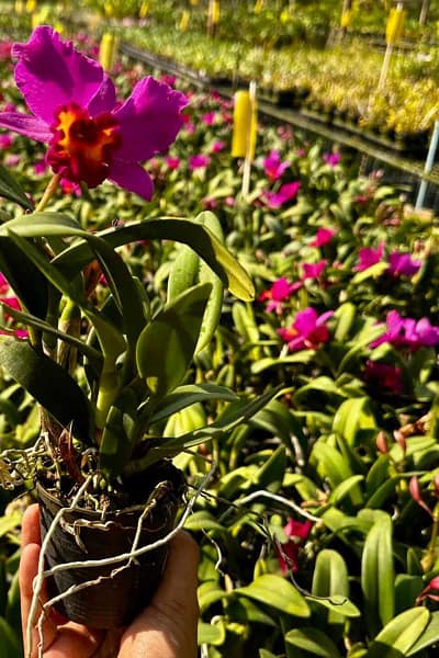 Cattleya Hybrids Red