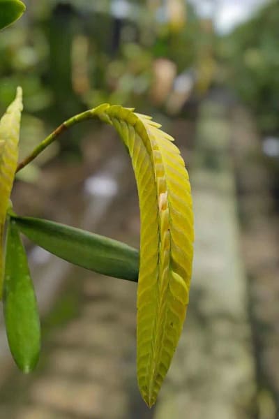 bulbophyllum occultum