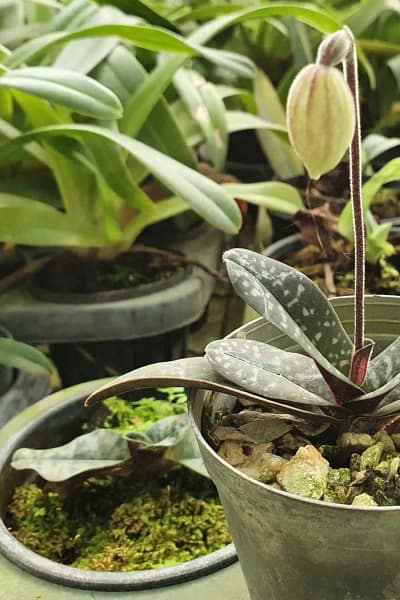 Paphiopedilum thaianum