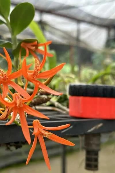 Dendrobium lamyaiae