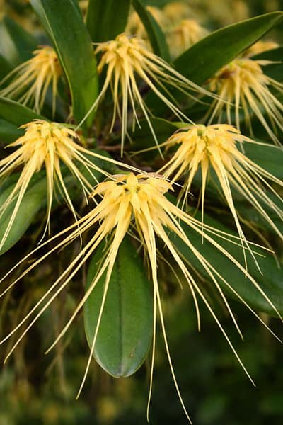 bulbophyllum-verginatum-blooming-size-orchid.jpg