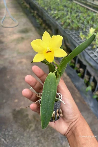 Cattleya Yellow miniature