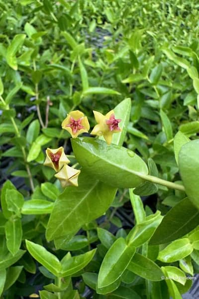 Hoya densifolia
