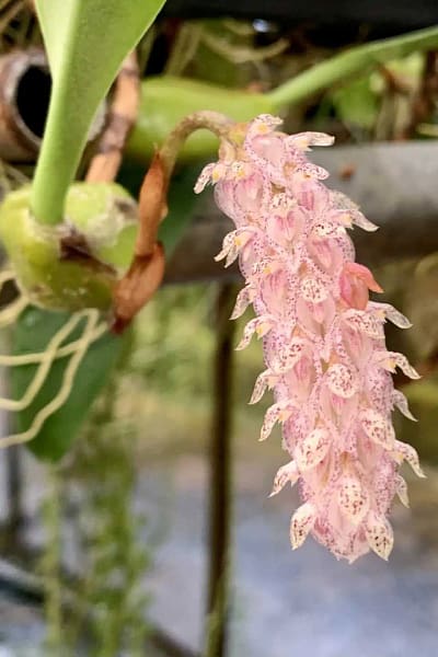 Bulbophyllum lilacinum