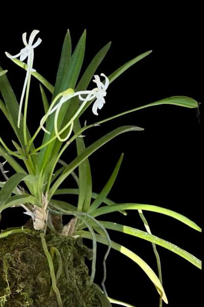Vanda falcata (Neofinetia falcata) – Small Size