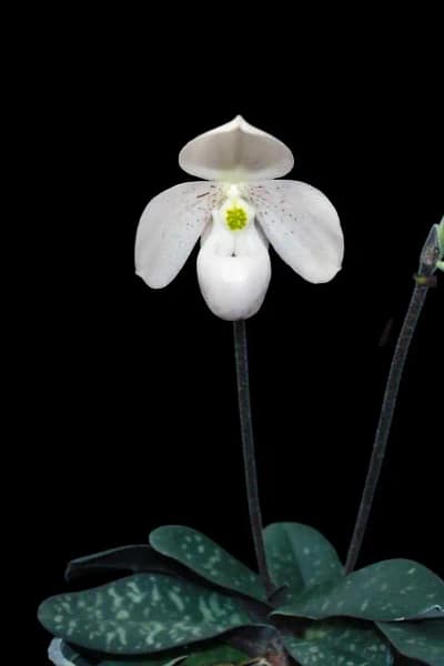 Paphiopedilum thaianum