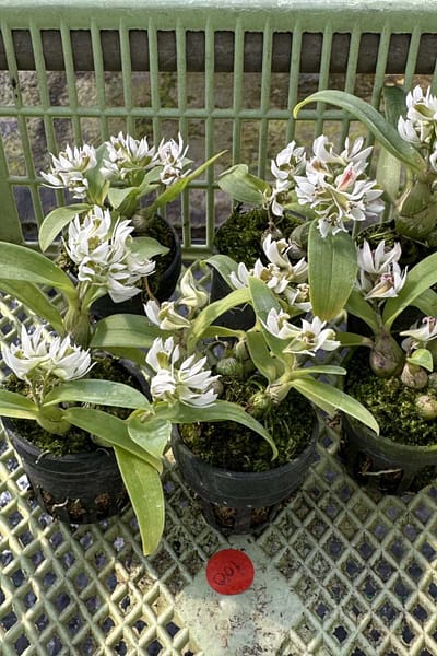 Dendrobium peguanum Alba