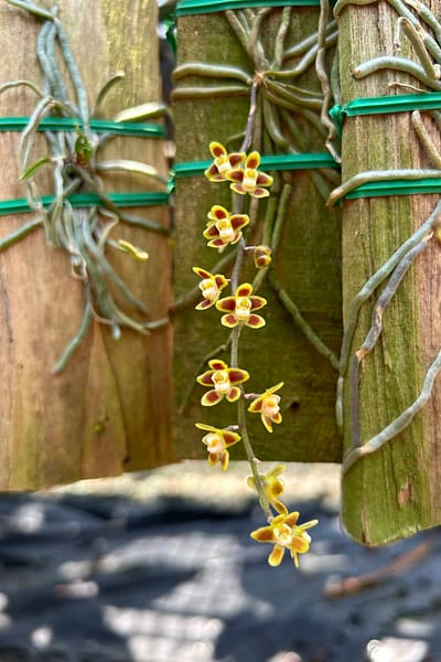 Chiloschista ramifera