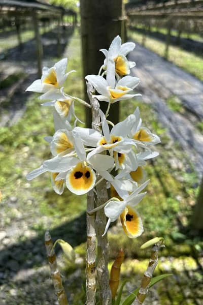 Dendrobium bensoniae