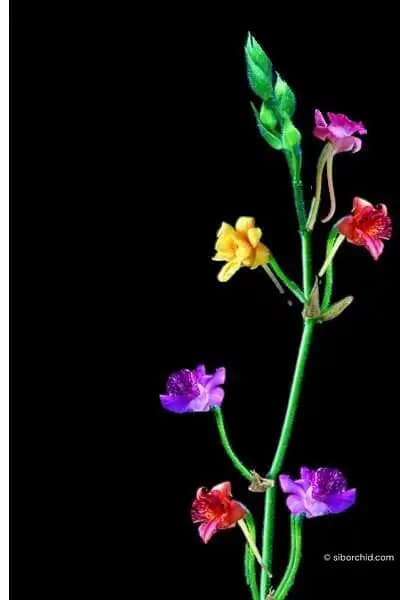 Calanthe cardioglossa