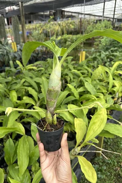 Catasetum pileatum