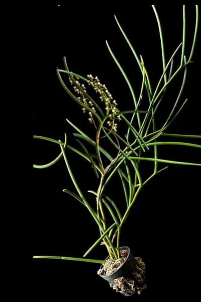 Cleisostoma fuerstenbergianum