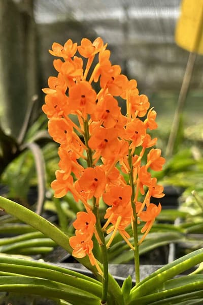 Vanda miniata