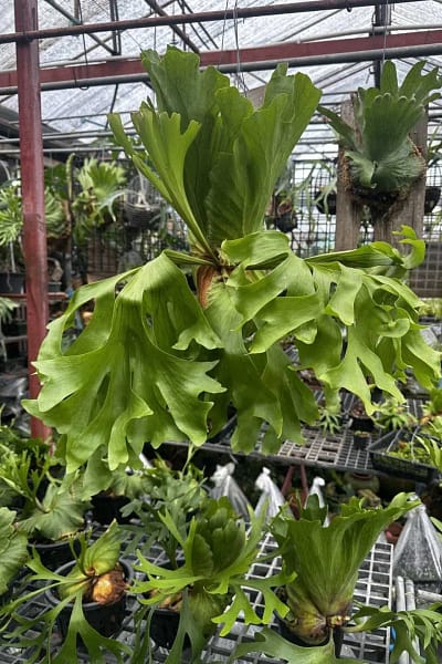 Platycerium Kitshakood “Wide Form”